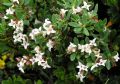 Daphne oleoides